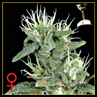 Big Bang Feminised Seeds by Greenhouse Seed Co.