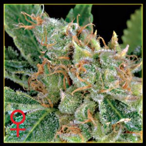The Church Feminised Seeds by Greenhouse Seed Co.