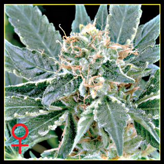 A.M.S. Feminised Seeds by Greenhouse Seed Co.