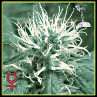 Cheese Feminised Seeds by Greenhouse Seed Co.