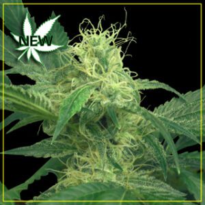King's Kush Feminised Seeds by Greenhouse Seed Co.
