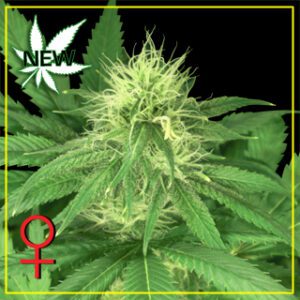 Bubba Kush Feminised Seeds by Greenhouse Seed Co.
