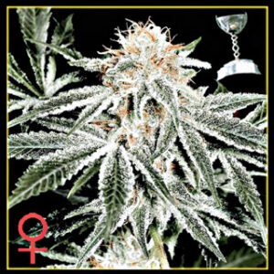 White Widow Feminised Seeds by Greenhouse Seed Co.