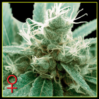 Trainwreck Feminised Seeds by Greenhouse Seed Co.