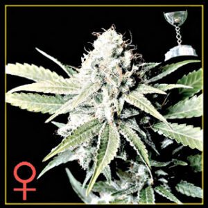 Great White Shark Feminised Seeds by Greenhouse Seed Co.