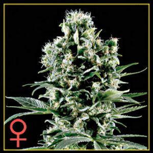 Himalayan Gold Feminised Seeds by Greenhouse Seed Co.