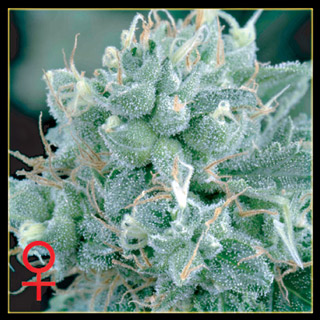 Arjan's Strawberry Haze Feminised Seeds by Greenhouse Seed Co.