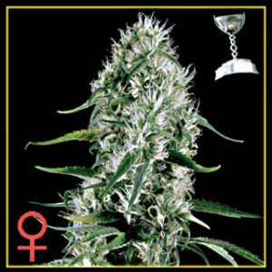 Super Silver Haze Feminised Seeds by Greenhouse Seed Co.