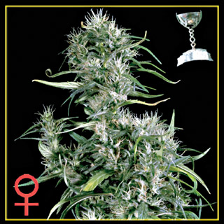 Neville's Haze Feminised Seeds by Greenhouse Seed Co.