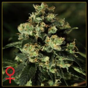 Jack Herer Feminised Seeds by Greenhouse Seed Co.