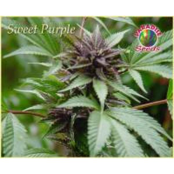 Sweet Purple Feminised Seeds by Paradise Seeds