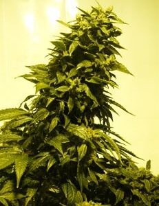Auto AK Feminised Autoflowering Seeds by Grass-O-Matic