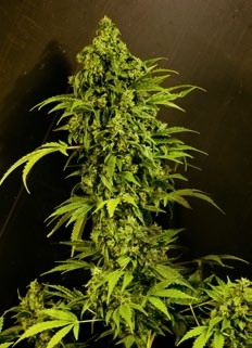 Auto Mass Feminised Autoflowering Seeds by Grass-O-Matic