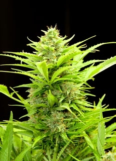 Maxi GoM Feminised Autoflowering Seeds by Grass-O-Matic