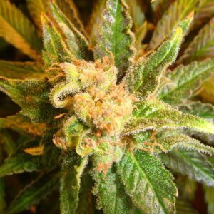 Mach Fly Regular Seeds by Mosca Seeds