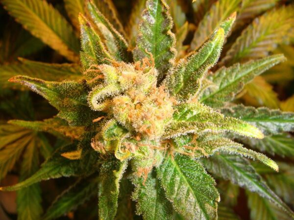Mach Fly Regular Seeds by Mosca Seeds