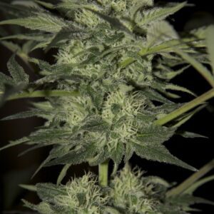 Blueberry Auto Feminised Seeds by Seedsman