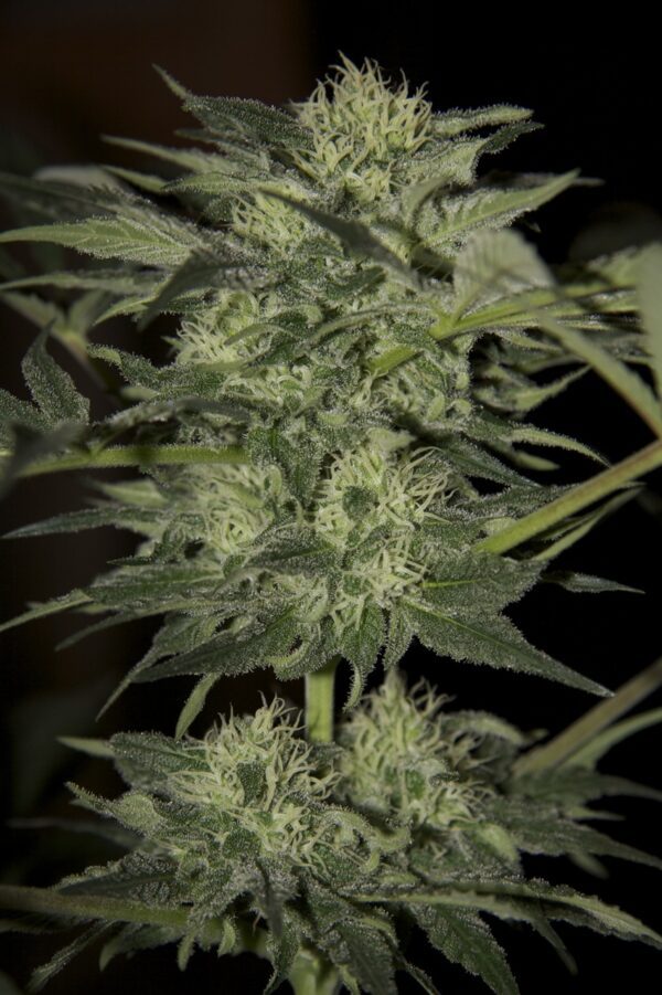 Blueberry Auto Feminised Seeds by Seedsman