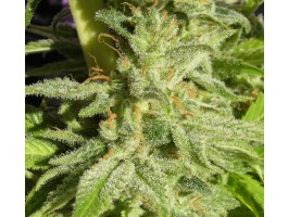 Orient Express Feminised Seeds by Ace Seeds