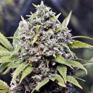 Pure AK Feminised Seeds by Female Seeds