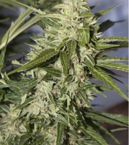 Mazar Auto Feminised Seeds by Dutch Passion