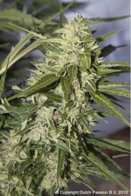 Mazar Auto Feminised Seeds by Dutch Passion