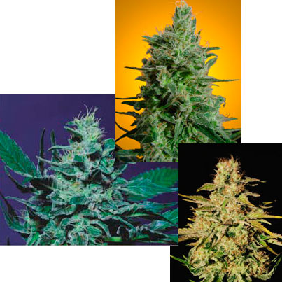Sativa Champion Pack by Paradise Seeds