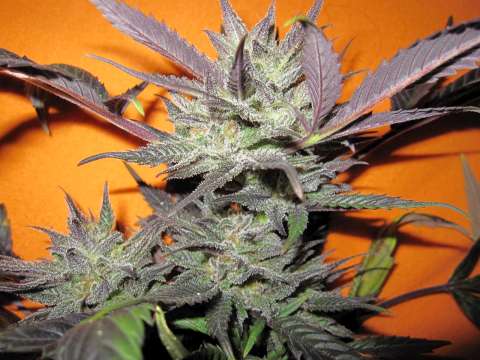 Strawberry Diesel Feminised Seeds by Holy Smoke Seeds