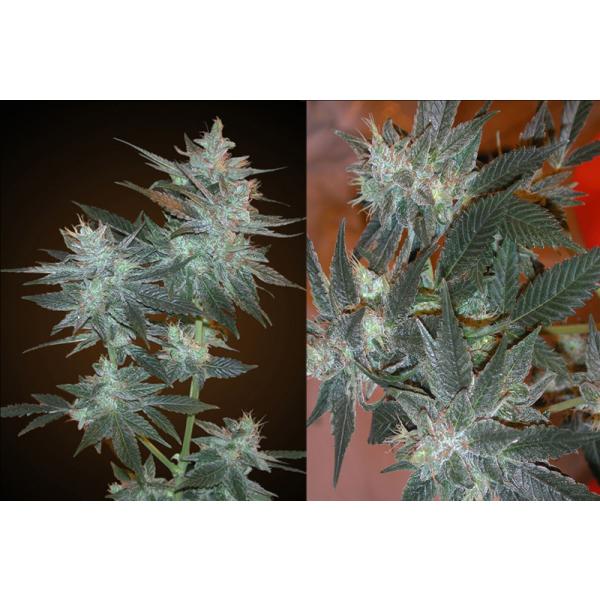 L.A. Ultra Feminised Seeds by Resin Seeds
