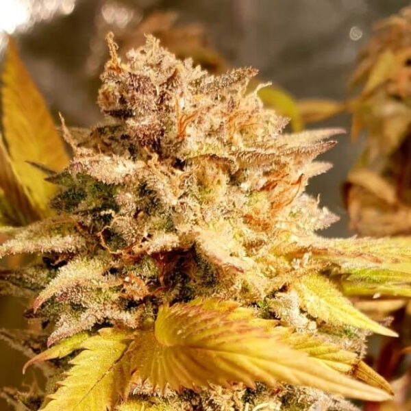 Fizzy Peach Feminised Seeds by Holy Smoke Seeds