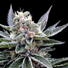 Florida Gold Feminised Seeds by DNA Genetics