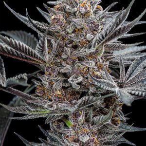 Forbidden Dream Feminised Seeds by Humboldt Seed Org.