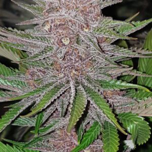 Forbidden Widow Feminised Seeds by Resin Seeds