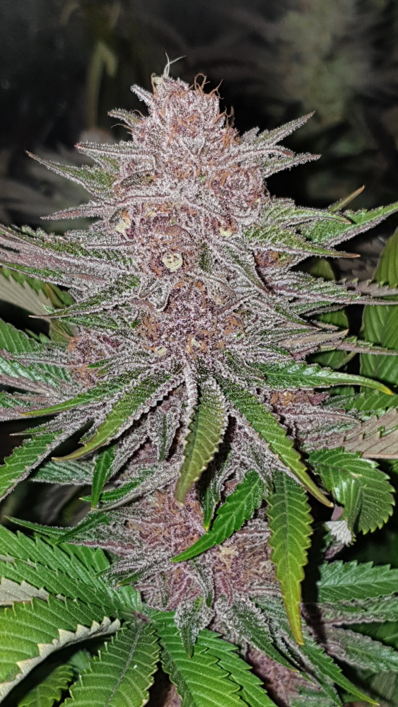 Forbidden Widow Feminised Seeds by Resin Seeds