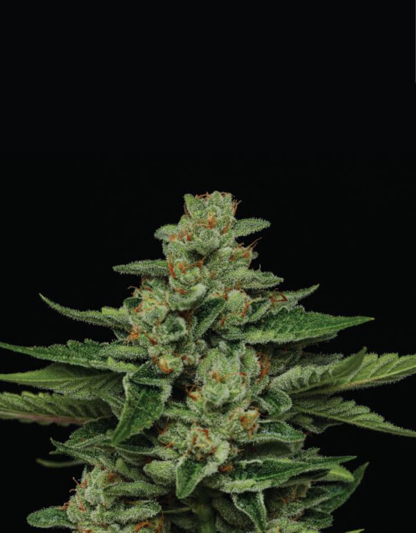 Fortune Cookie Feminised Seeds by Humboldt Seed Co.