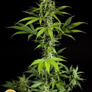 Fraggle Skunk Auto Feminised Seeds by Philosopher Seeds