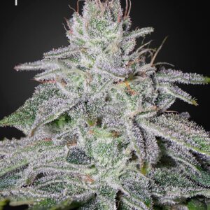 Franco's Lemon Cheese Feminised Seeds by Greenhouse Seed Co.