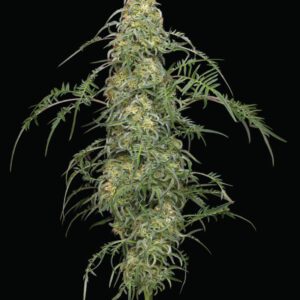Freakshow Feminised Seeds by Humboldt Seed Co.