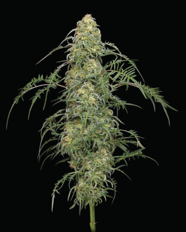 Freakshow Feminised Seeds by Humboldt Seed Co.