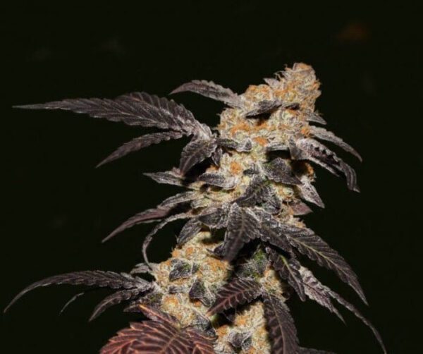 French Cookies 710 Special Pack Feminised Seeds by T.H. Seeds