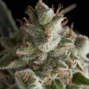 Fresh Candy Feminised Seeds by Pyramid Seeds