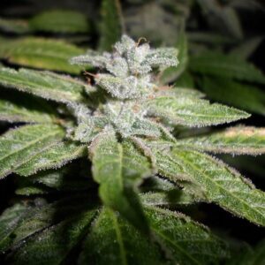 Fromage Blue Feminised Seeds by Pheno Finder Seeds