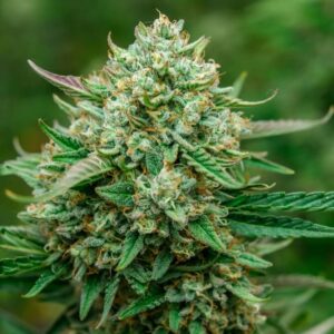 Froot by the Foot Auto Feminised Seeds by Atlas Seed