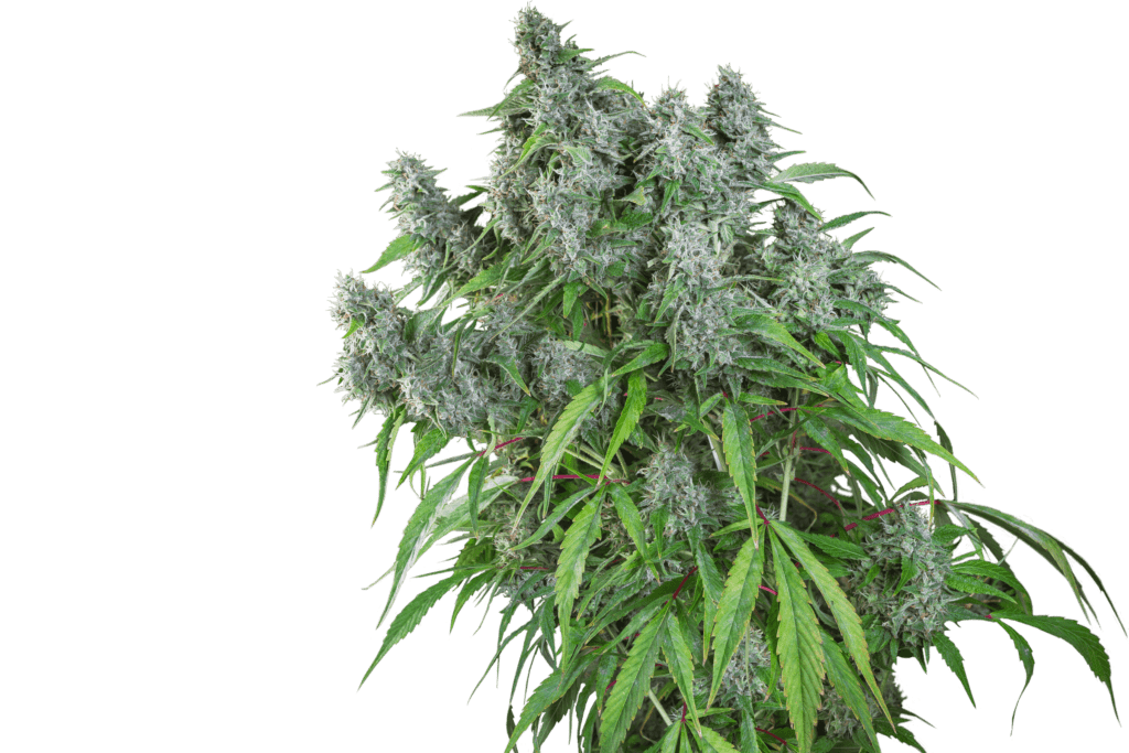Buy Frosty Friday Regular Seeds by Super Sativa Seed Club Intl