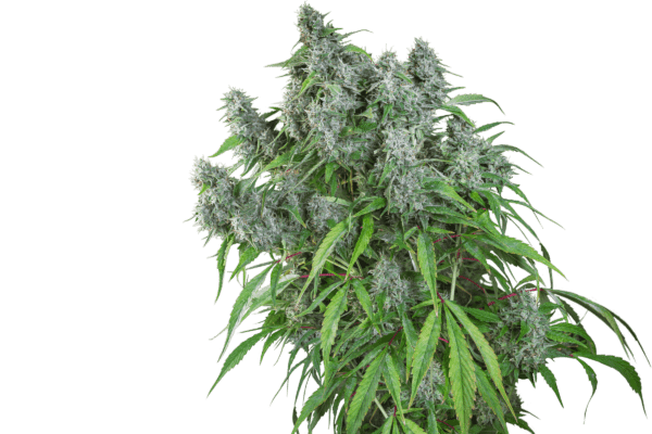 Frosty Friday Regular Seeds by Super Sativa Seed Club