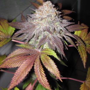 Fruit Cup Feminised Seeds by Cali Connection