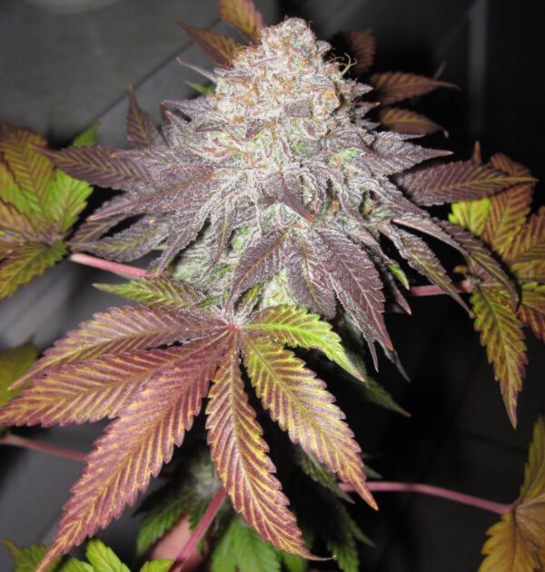 Fruit Cup Feminised Seeds by Cali Connection