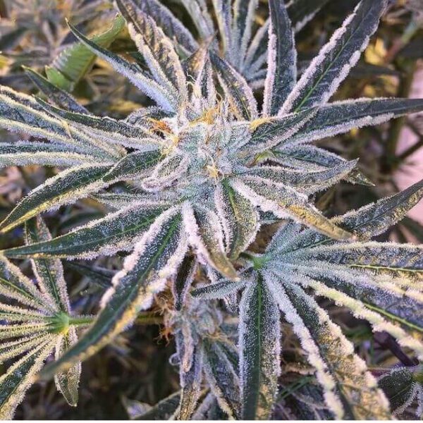 Fruit Tree Feminised Seeds by Cali Connection