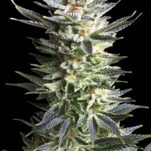 Fruit Spirit Feminised Seeds by Royal Queen Seeds
