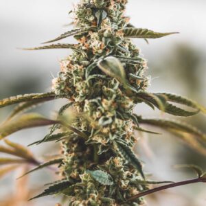Fruity Punch Feminised Seeds by Elev8 Seeds